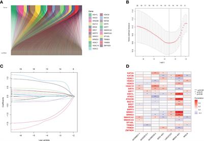 Histone acetylation-related IncRNA: Potential biomarkers for predicting prognosis and immune response in lung adenocarcinoma, and distinguishing hot and cold tumours